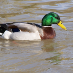 photography_duck_508x381