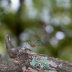 photography_spider_508x381